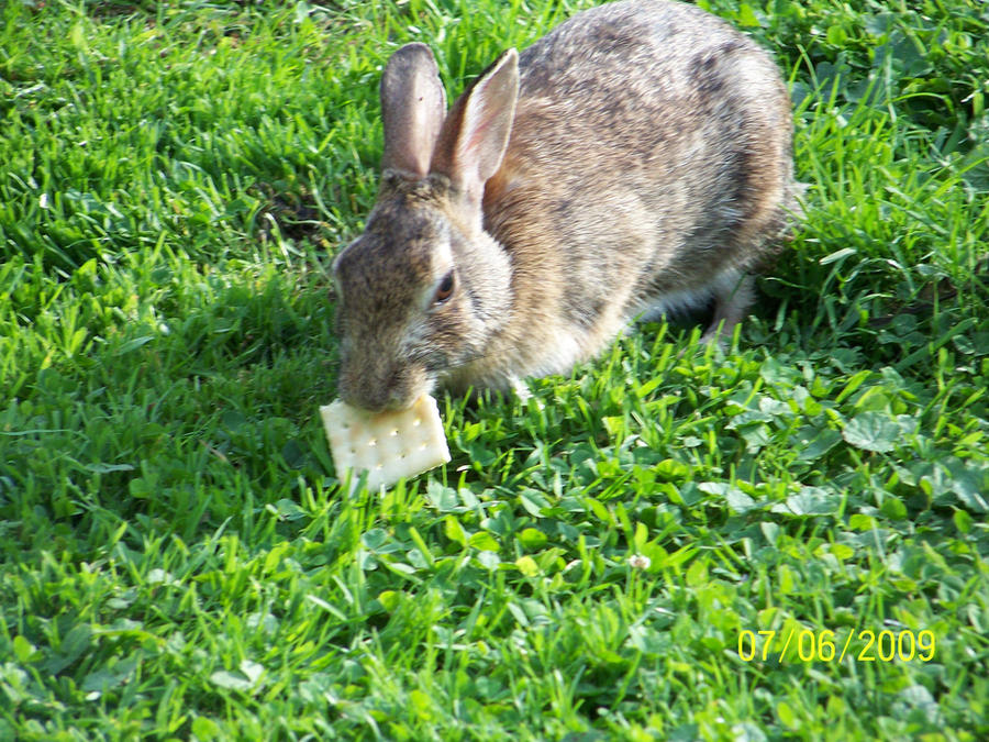 Cracker Crusted Rabbit Rabbit's love crackers by JPKatt on DeviantArt