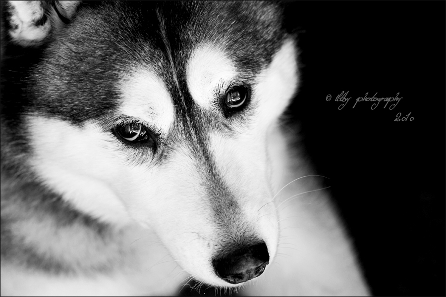 Portrait of a Husky