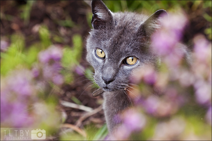 Hiding In The Flowers