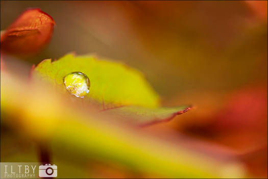 Colours of Autumn