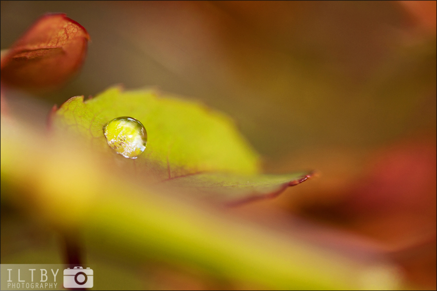 Colours of Autumn