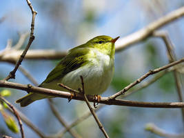 Leaf warbler