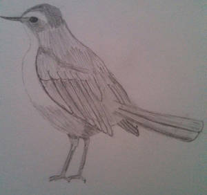 Birdy