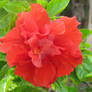 Red Flower