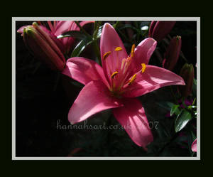 Pink Lily