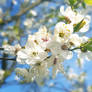 Spring blossoms