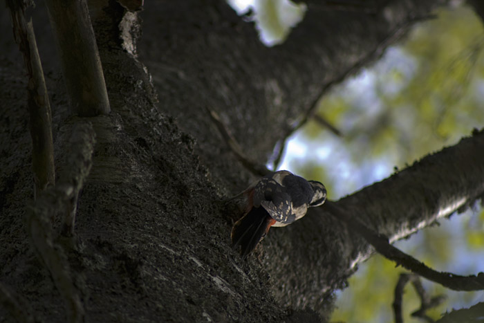 Great Spotted Woodpecker2