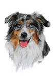 Australian Shepherd by the-frozen-bunny