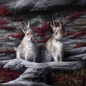 Mountain Hares