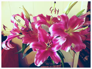 Lovely Lilies