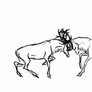 Bull Elks fighting