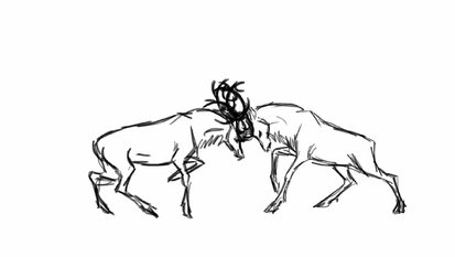 Bull Elks fighting