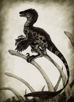 Novaraptor Render Explore the Best Novaraptor Art | DeviantArt