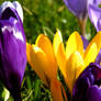 Crocuss