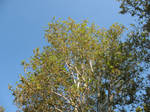 Tree by enigmatichus