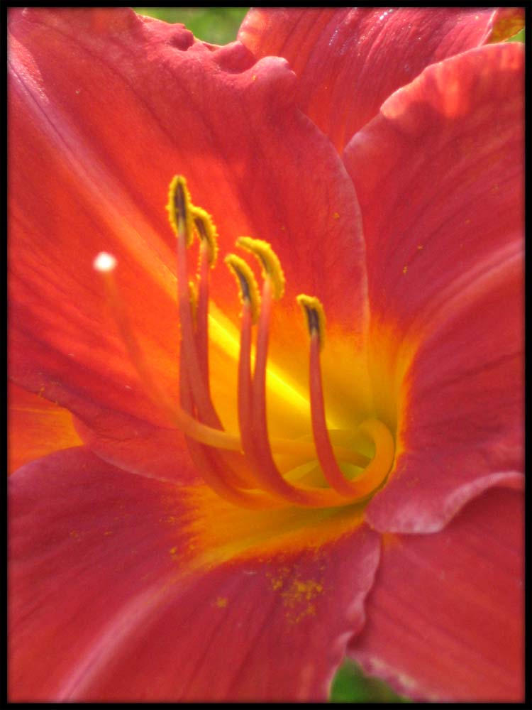 Red Day Lily 3 by lilblondy06412 on DeviantArt
