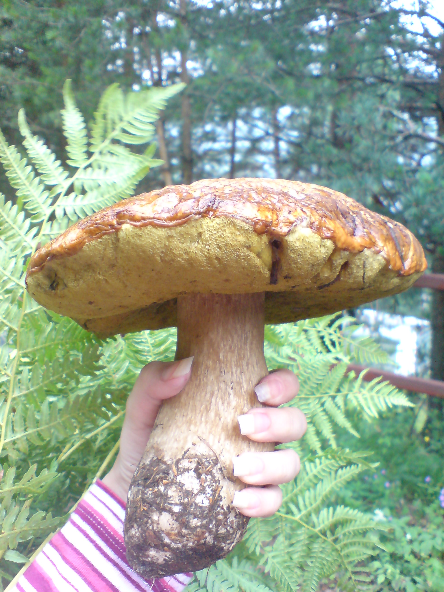 Huge Boletus Pinophilus