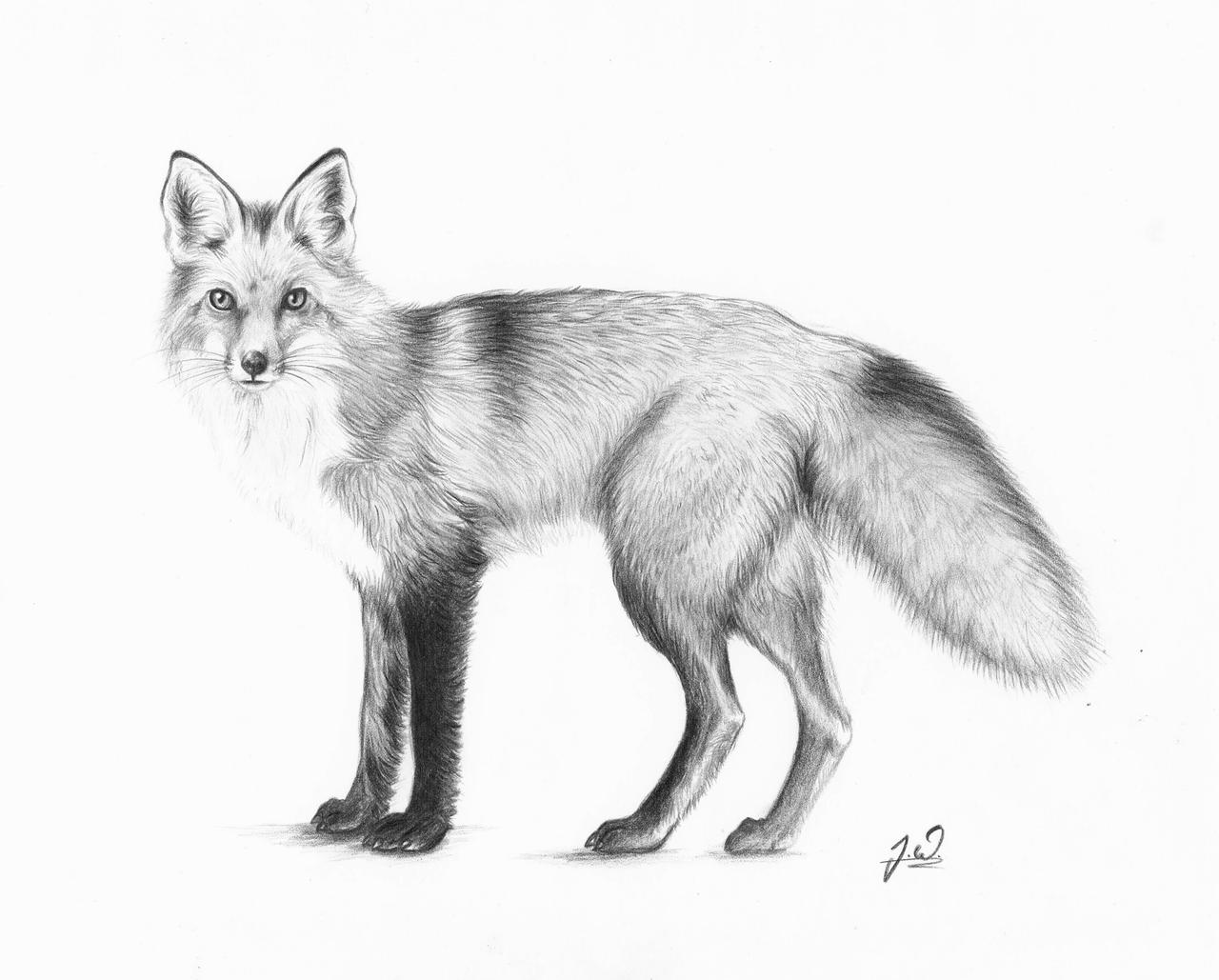 Red Fox (2014) by Tyooky on DeviantArt