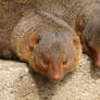 Common dwarf mongoose 01