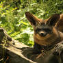 The bat-eared fox