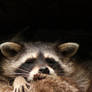 North American raccoon