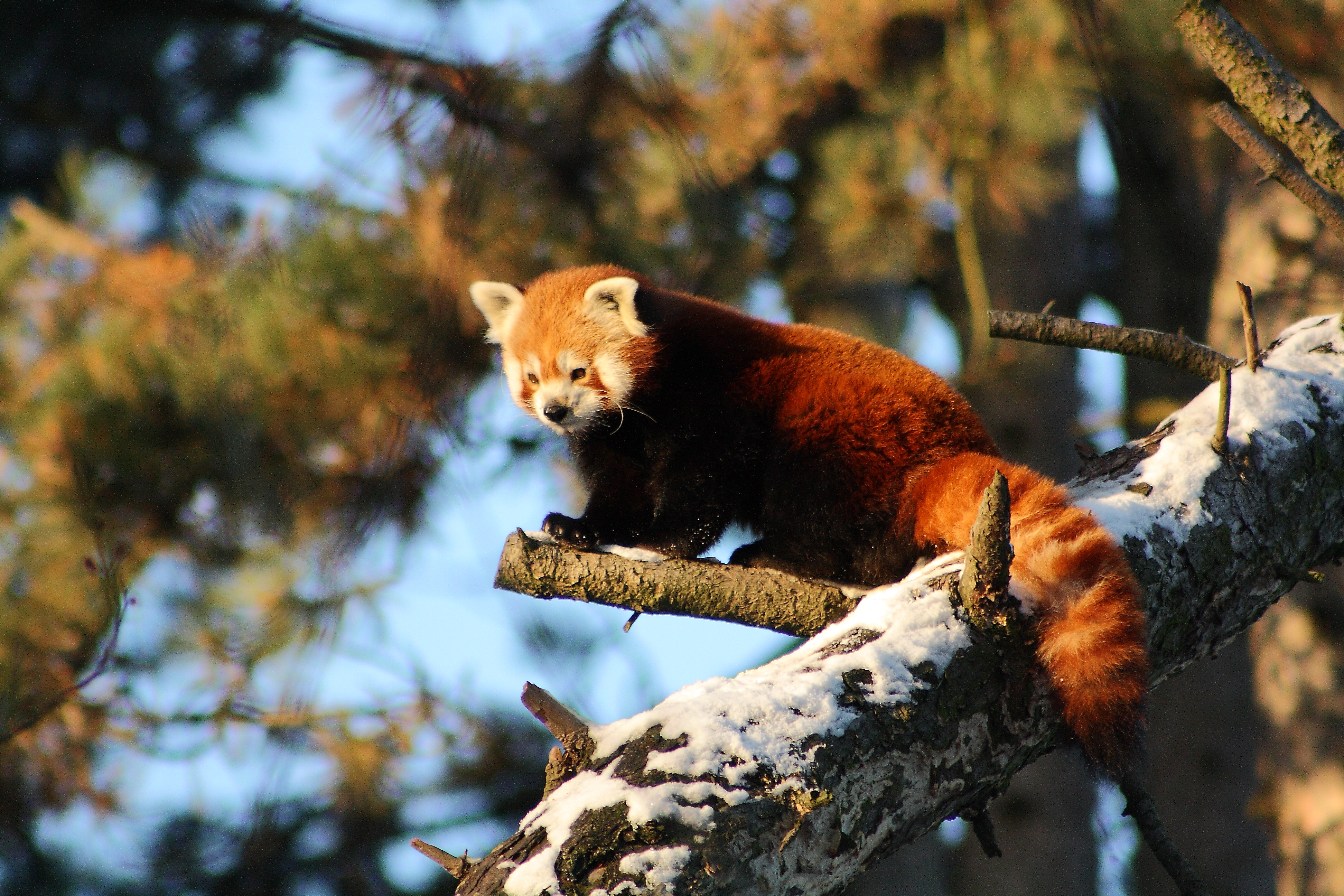 Winterred panda Yin