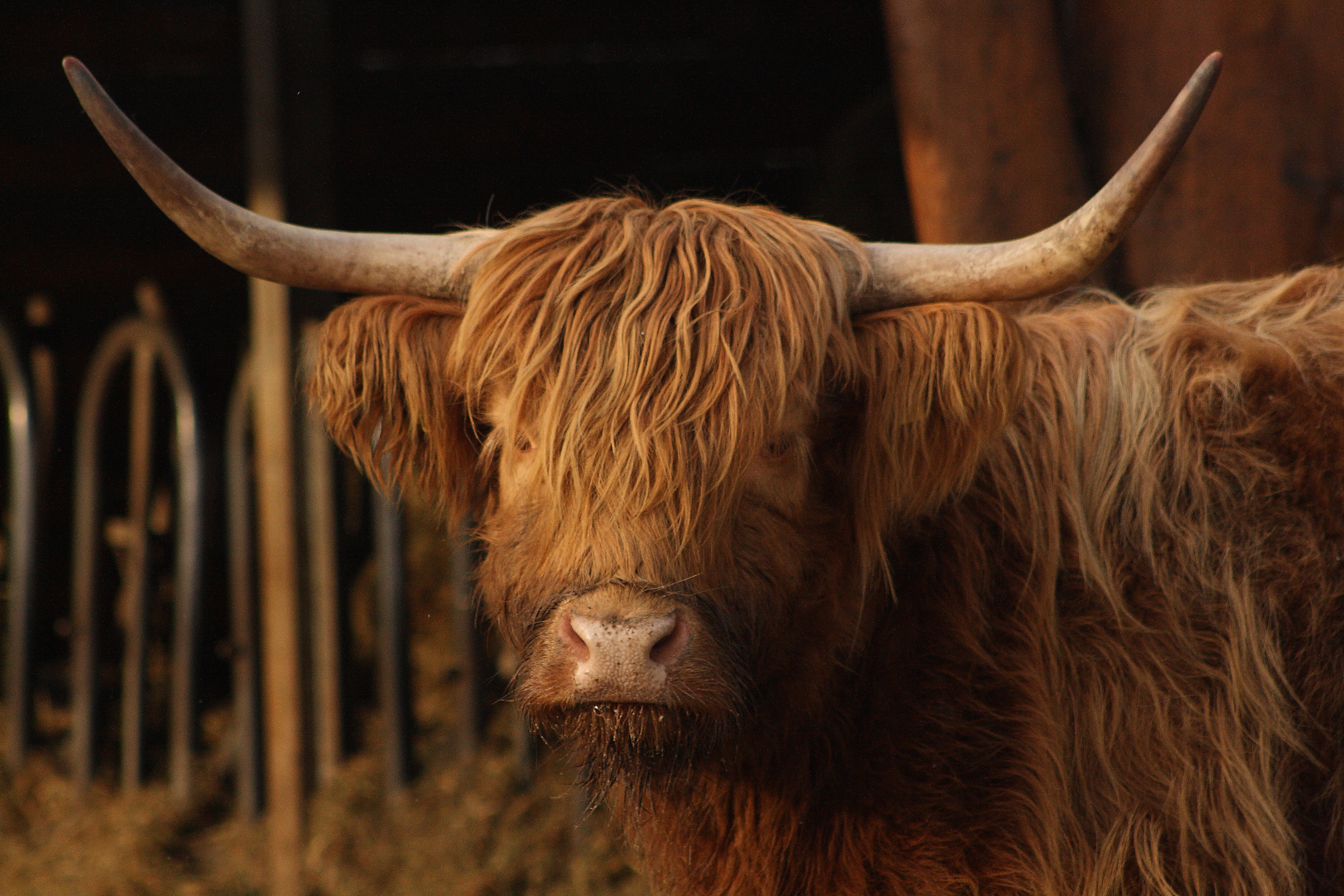 Female Highland cattle