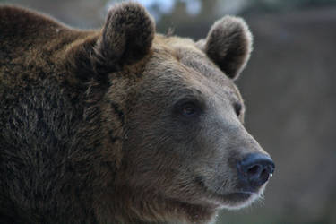 Eurasian brown bear - Female in portrait by DarkTaraPhotography