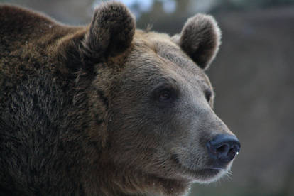 Eurasian brown bear - Female in portrait