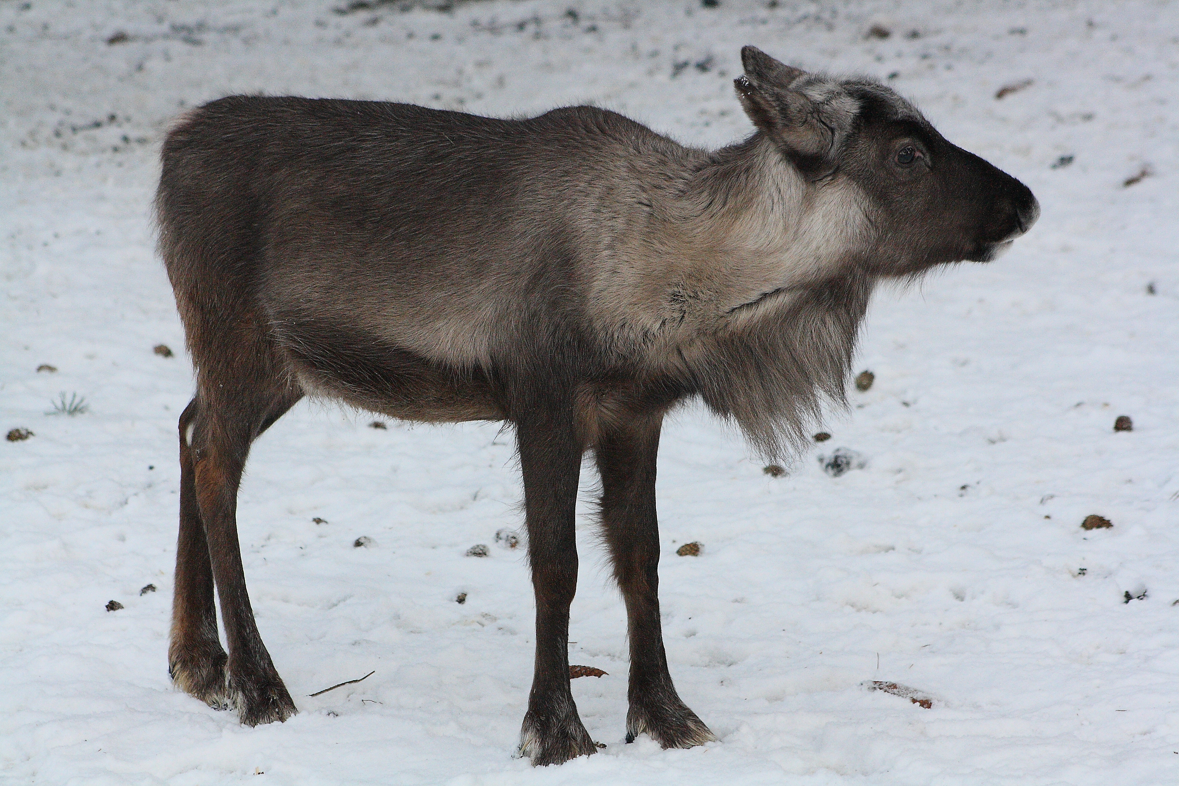 Natural coloured reindeer calf