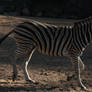 Common Zebra Stallion Frankie