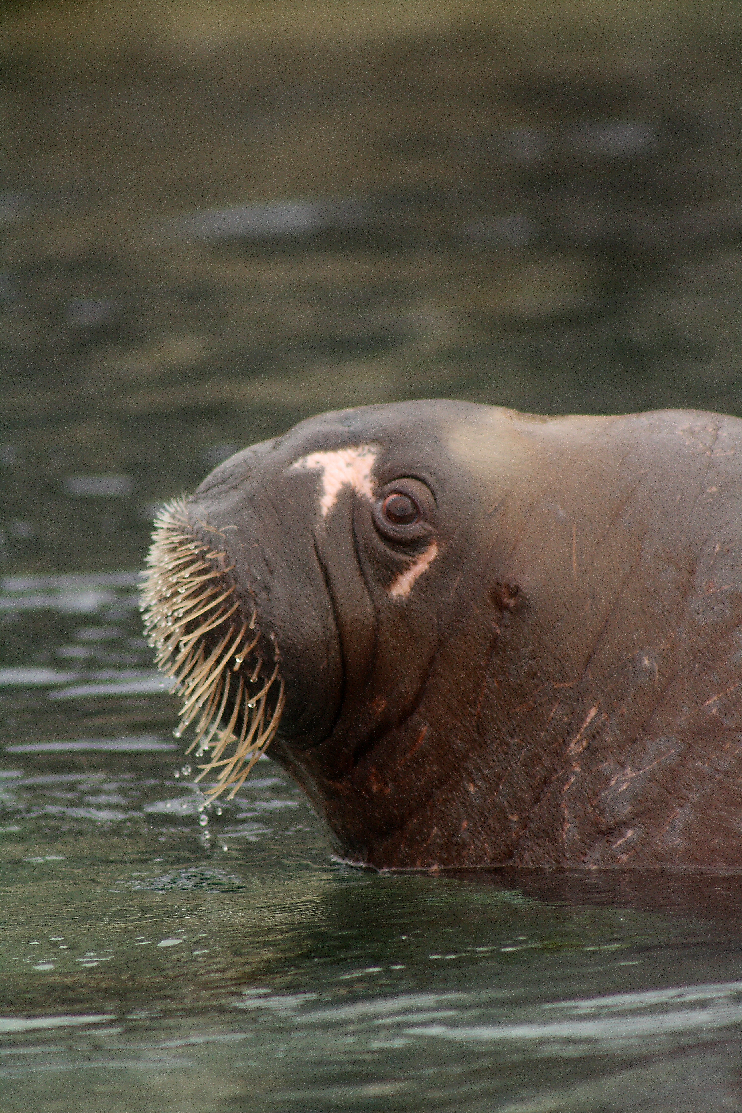 Walrus