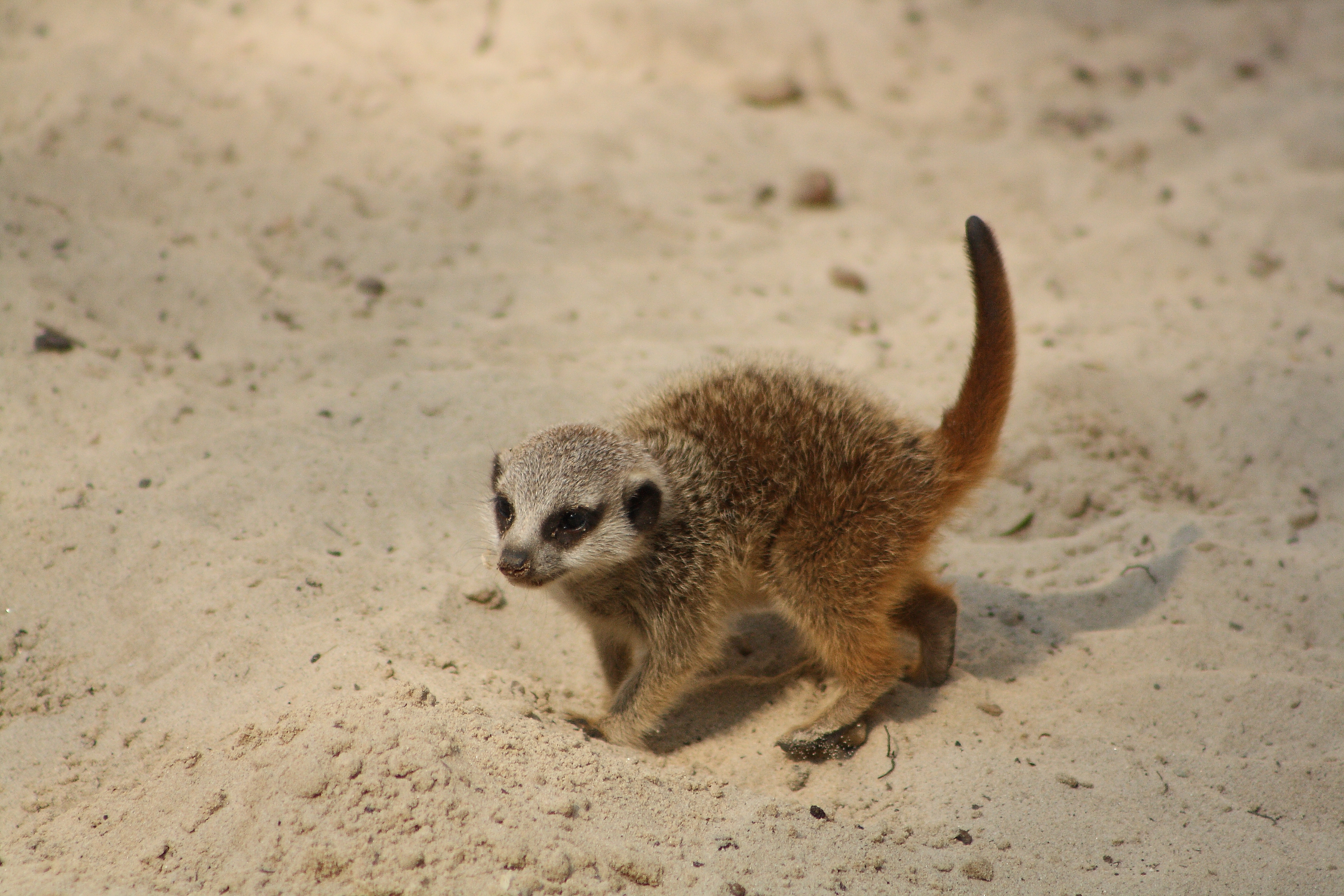 Meerkat cub on the trip to discover the world