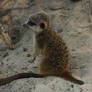 Baby meerkat