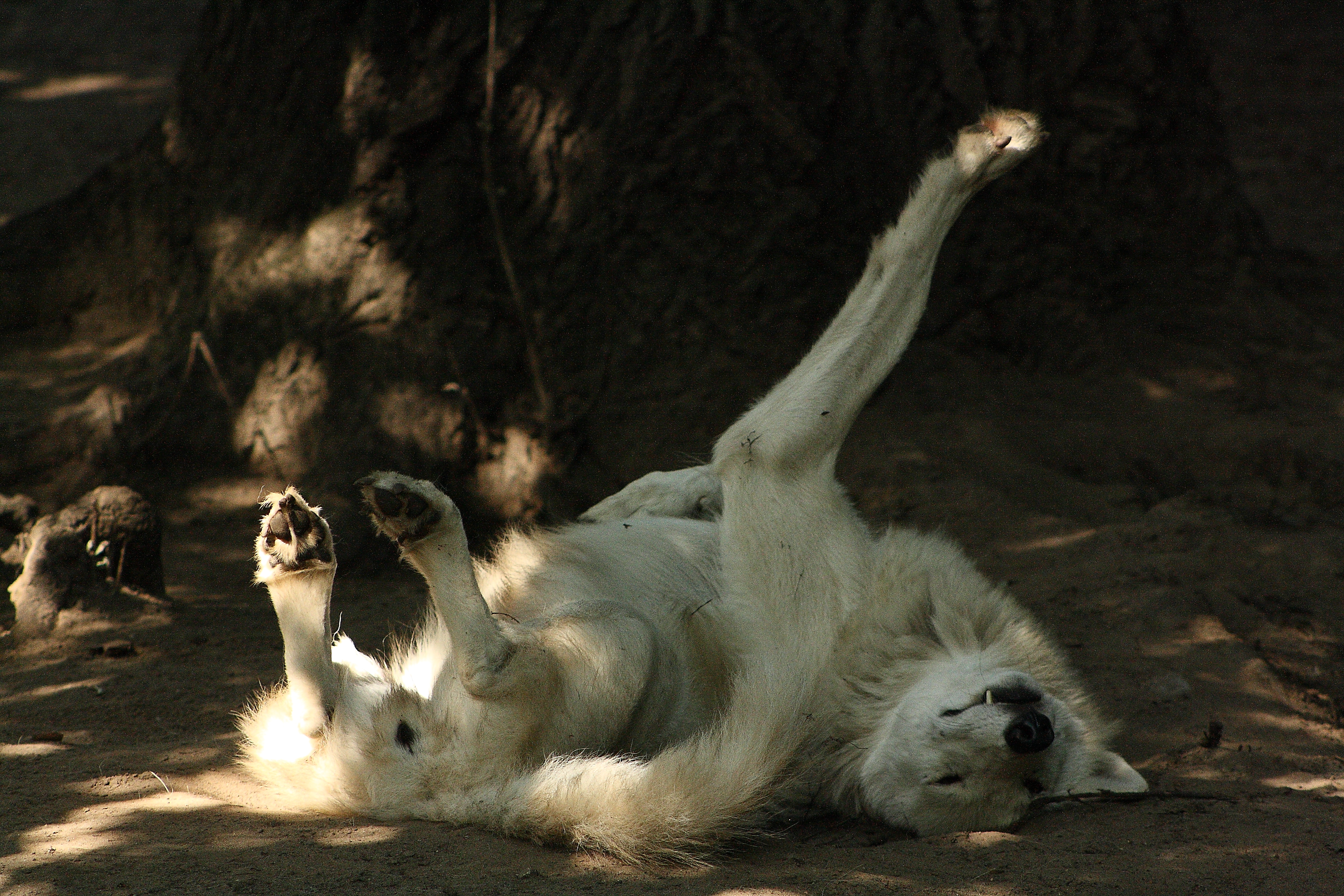 Arctic wolf yoga