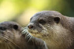 Female  Oriental small-clawed otter by DarkTaraPhotography