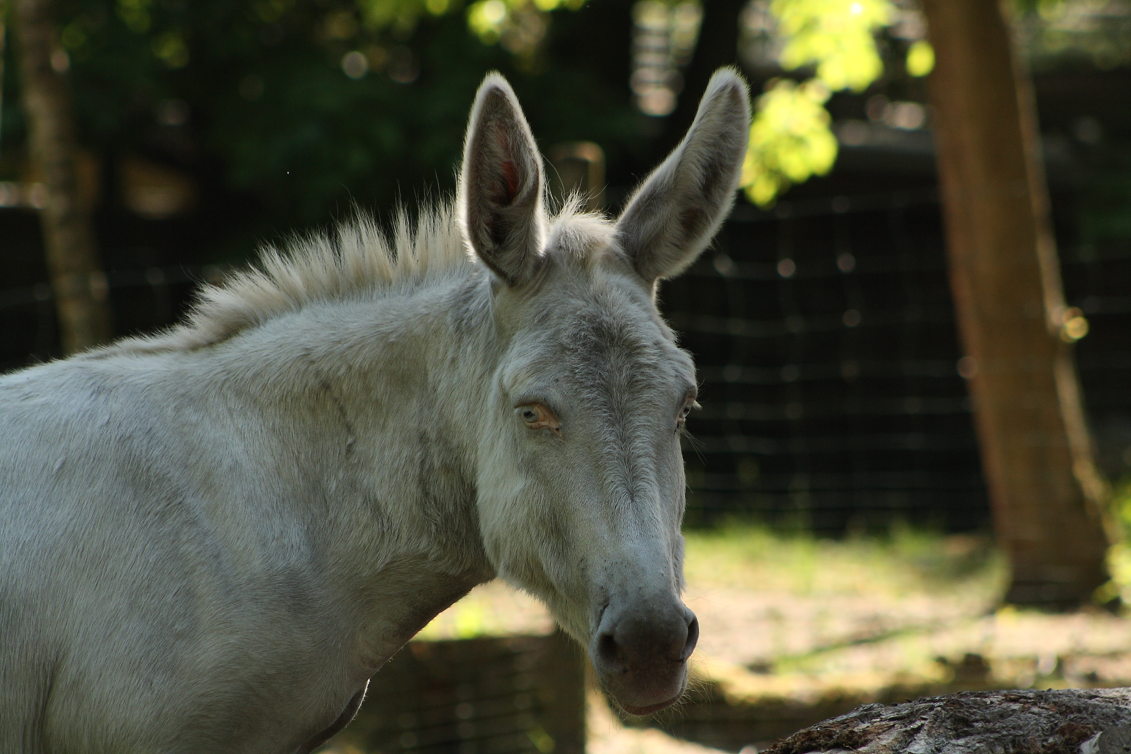 Baroque Donkey