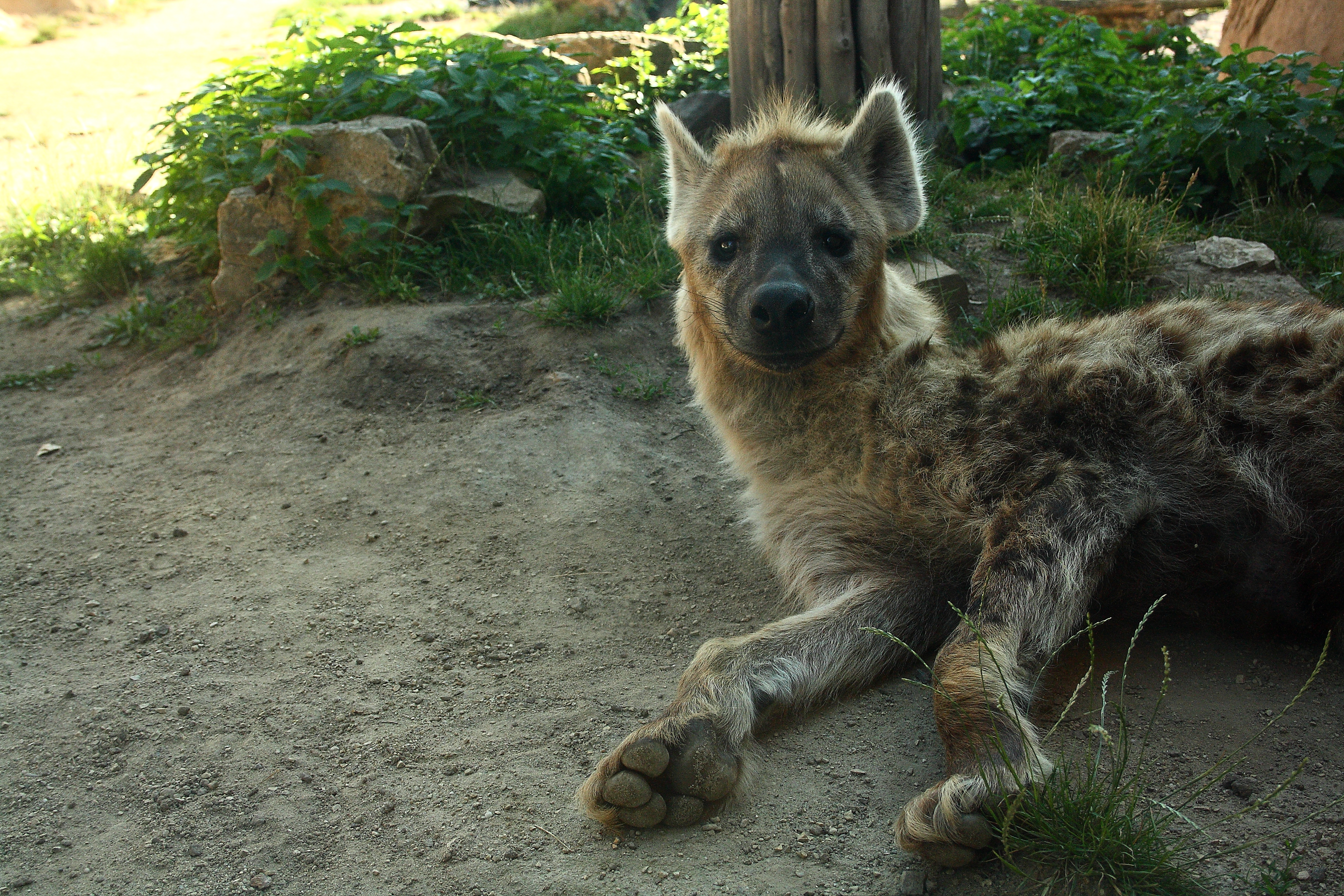 .:Just smile - Such a happy hyena:.