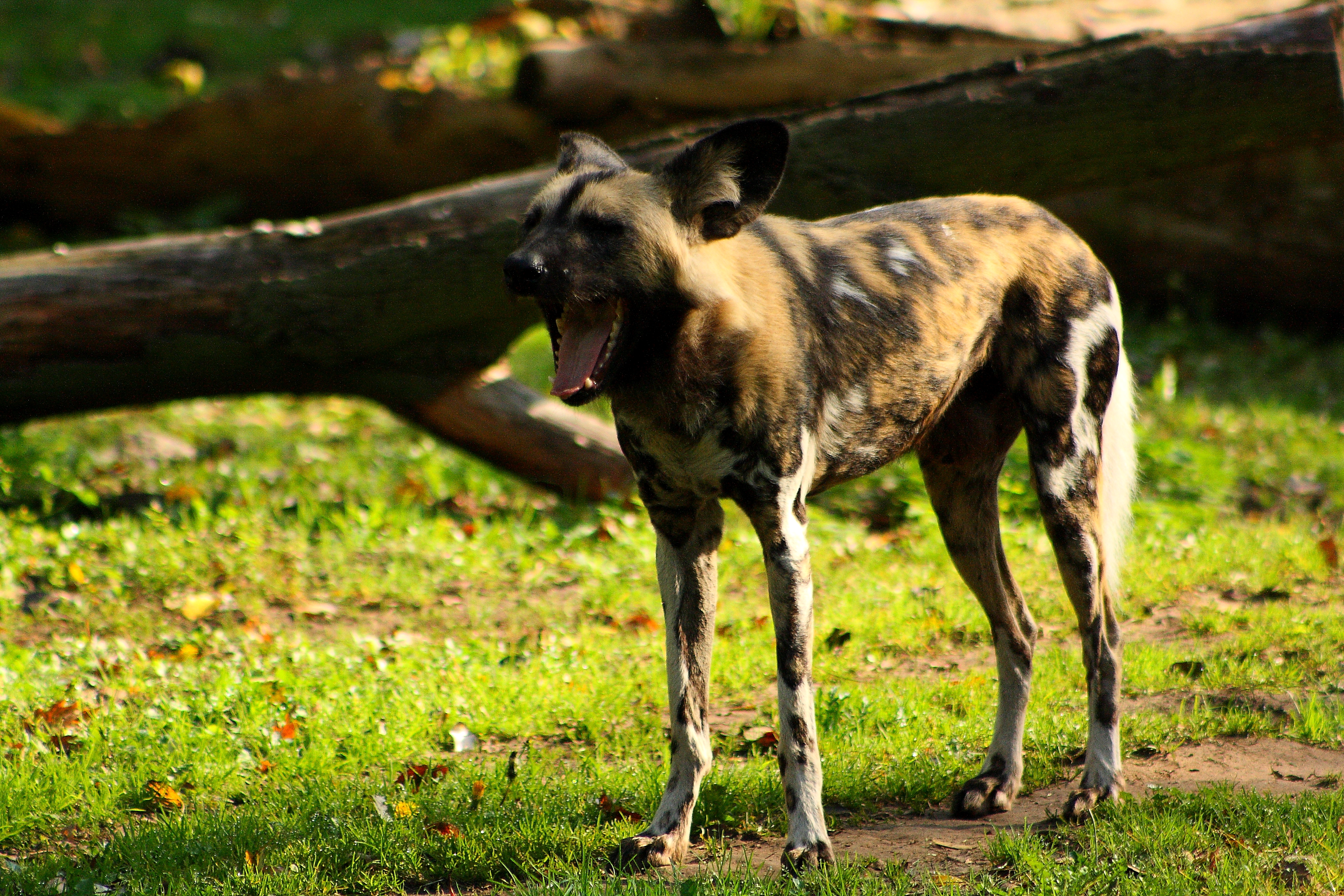 African wild dog - Yawn