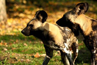 African wild dog autumn