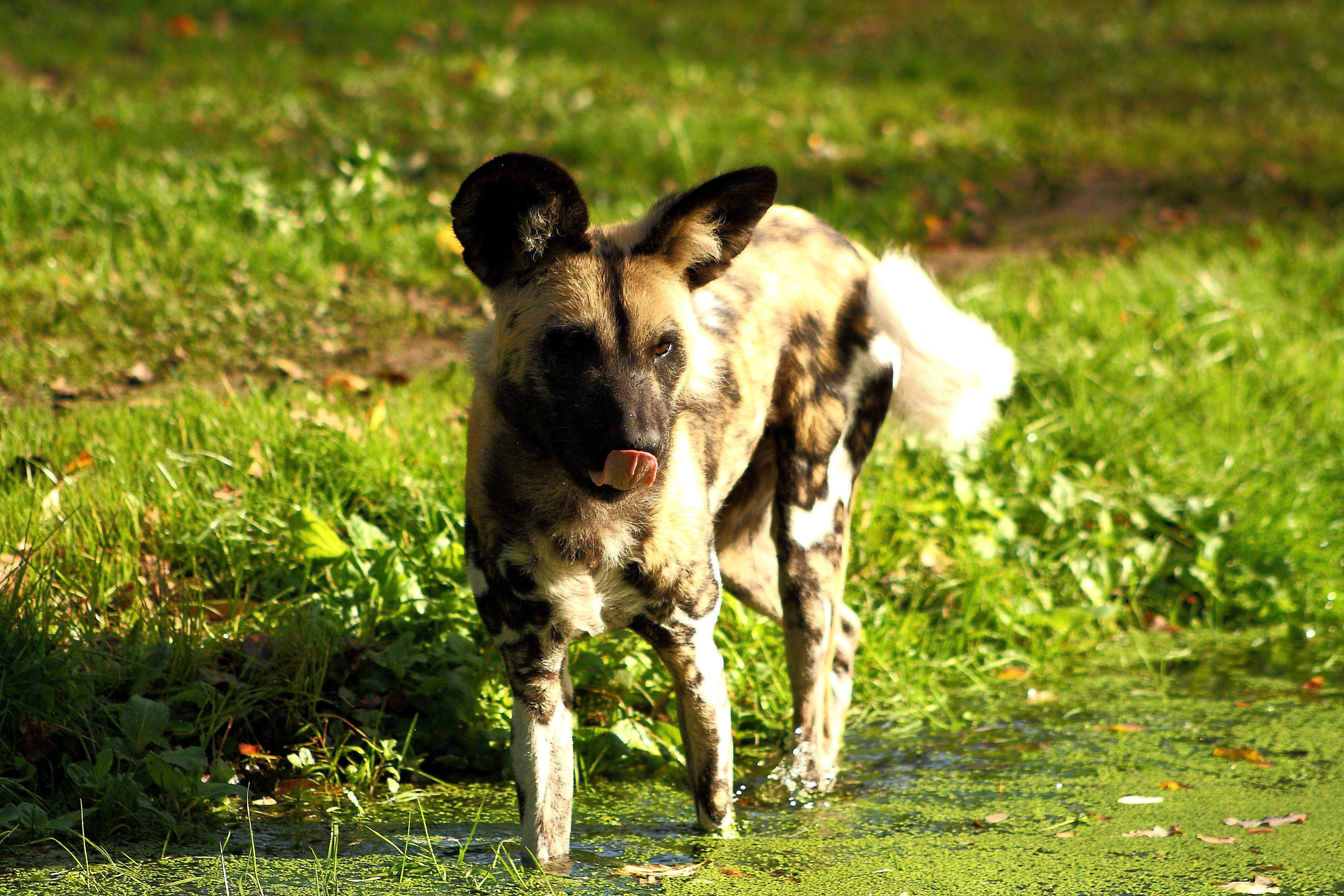 African wild dog - in the water