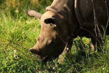 Eastern black rhinoceros calf Sudan