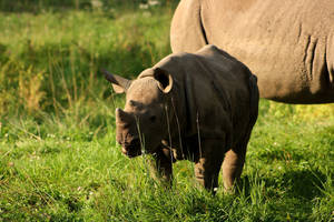 Eastern black rhinoceros Sudan with his mom