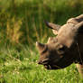 Eastern black rhinoceros calf Sudan