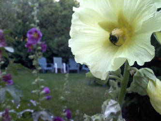 Collecting Pollen For the Hive