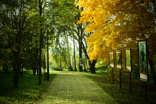 Autumn in park