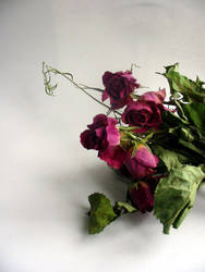 dead flowers 1