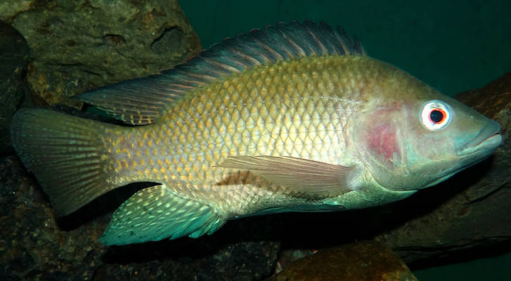 Oreochromis-niloticus-Nairobi