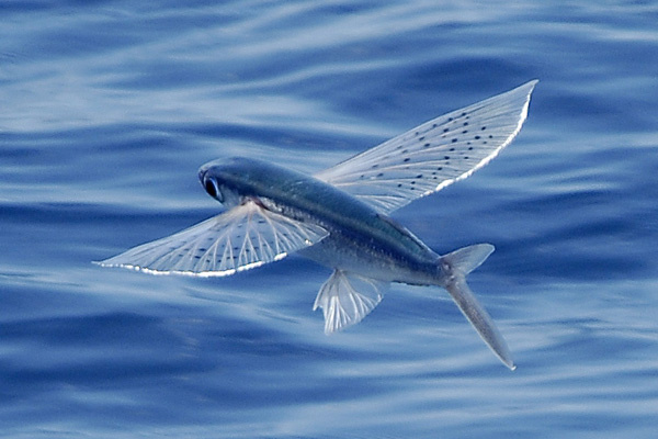 Flying-fish 0.jpg