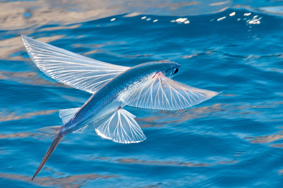 Flying-fish-feature
